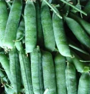 唐山新鲜甜豌豆荚 豌豆种子 优质中豌六号豌豆种 高产早熟大黄荚