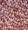 产地直供 现货供应新上市带壳花生米 优质花生米