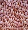 供应河南优质花生米 出口级花生米 直销价优