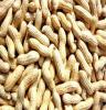 优质花生米批发供应 生花生米 量大价优 欢迎订购
