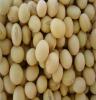 青岛港进口大豆 乌拉圭进口大豆价格