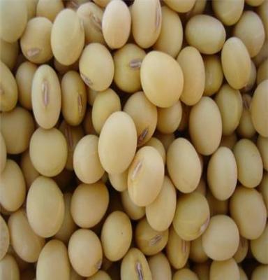 青岛港进口大豆 乌拉圭进口大豆价格