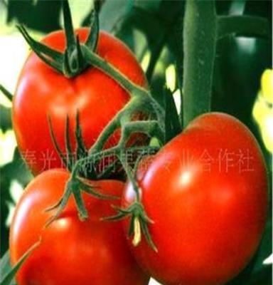 寿光市源润果蔬专业合作社供应寿光蔬菜，西红柿