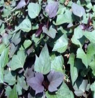 供应紫罗兰 紫薯苗 种薯 紫罗兰 紫薯苗 种薯批发价格