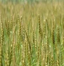 大量供应华北夏粮优质冬小麦