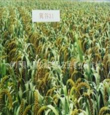 河南厂家大量批发小米 ，伊川利国农副产品农民专业合作社