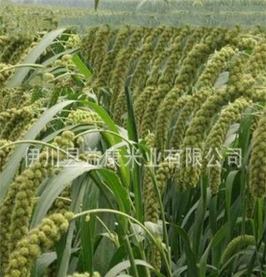 优质小米批发 原生态稻谷 富硒有机小米 供应粟米小米