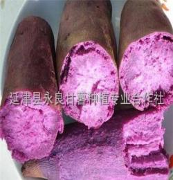 供应永良紫薯 紫菁1号
