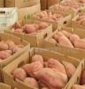 山东红薯价格   供应红薯批发产地