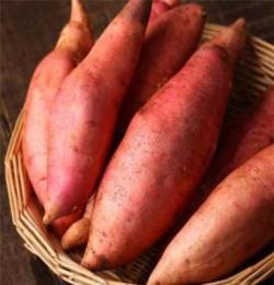 山东产区红薯烟薯25厂家批发供应烤食型红薯烟台蜜红薯