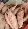 供应烟薯25 济南红薯:生地瓜销售,批发