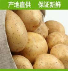 2015新土豆新鲜有机马铃薯洋芋农民无农药土豆