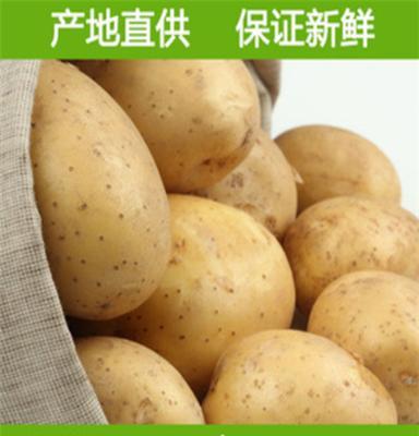 厂家热销2015新土豆新鲜有机马铃薯洋芋农民无农药土豆