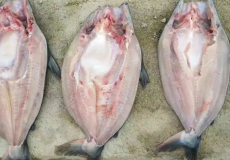 越南巴沙鱼进口清关海鲜进口报关公司