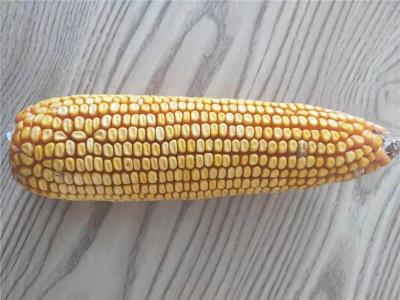 高产玉米新品种大棒玉米种子承科一号