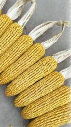 高产玉米品种高产玉米新品种大棒泰玉11