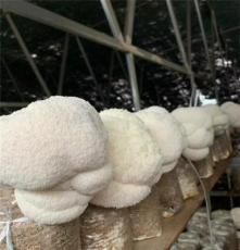 黑龙江海林猴头菇基地 新鲜猴头菇批发 6元每斤 10斤起批