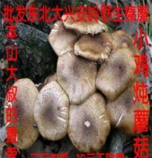 2012新货榛蘑 东北土特产榛蘑 野生榛蘑 特级 榛蘑菇 干货