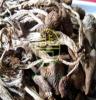生态茶树菇 绿色健康食品 精美包装 100克 250克