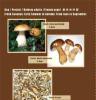 Cep / Porcini / Boletus edulis (French :