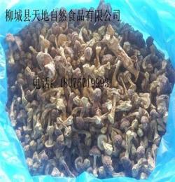 柳州专业种植姬松茸，巴西菇，
