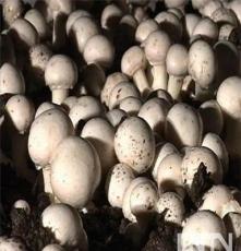 供应 优质双孢菇 厂家价格