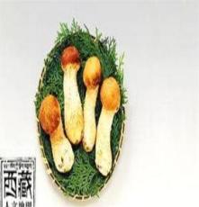 大量供應(yīng)松茸 純綠色食品 價(jià)格從優(yōu)