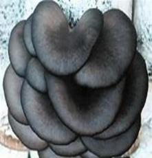 山东蘑菇菌种