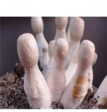 新鲜鸡腿菇 洁白完整水分低 长期四季供应 鲜美源食用菌 专业