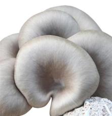 绿色食品 鲜平菇 食用菌 优质特级平菇 平菇菌棒