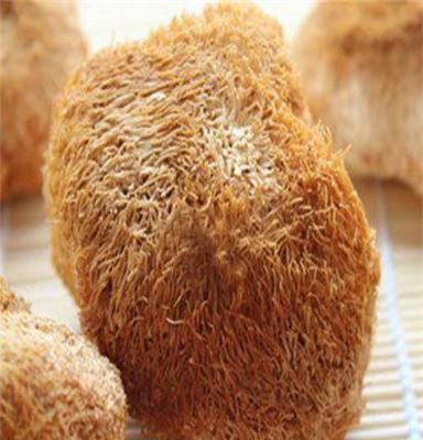 芝庆堂猴头菇(hericium erinaceus)养胃食品原料