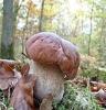 野生牛肝菌 四川特产批发 牛肝菌量大包邮