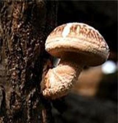 野生臻蘑 野生蘑菇 臻蘑 森林蘑菇 特产
