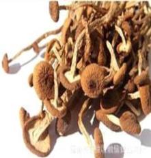厂家供应批发优质茶树菇