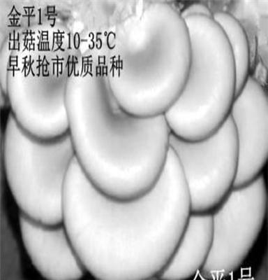 象山食用菌金平1号-平菇菌种