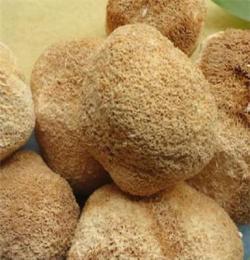 野生猴頭菇熱銷 干猴頭菇批發 產品供應