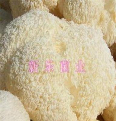 黑龙江海林特产猴头菇现货 合作社自产，猴头菇，猴头蘑 批发