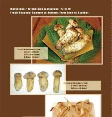 Matsutake / Tricholoma matsutake  松茸菌