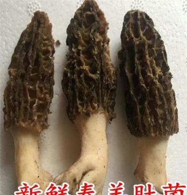 供应云南特产野生新鲜羊肚菌蘑菇野生羊肚菌香菇