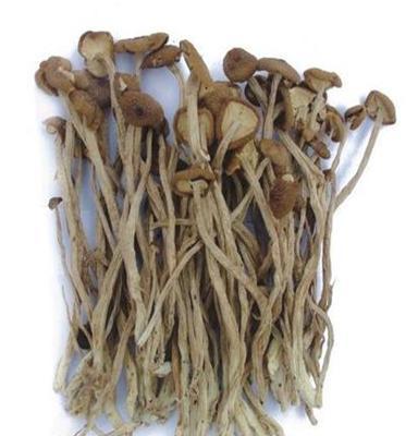 調(diào)味品廠專用配料 供應(yīng)茶樹菇粉