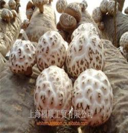 白花菇菌棒