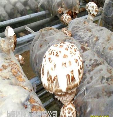 白花菇在韩国农场培育成功