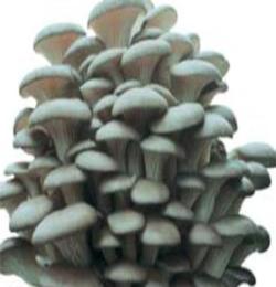 姬菇 優(yōu)質(zhì)姬菇 高密市暢想食用菌種植專業(yè)合作社 姬菇菌種菌種