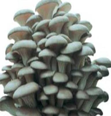 姬菇高密市畅想食用菌种植专业合作社 姬菇菌种菌种、食用菌