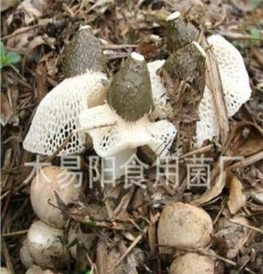 竹荪 山珍之花 真菌之花 菌中皇后 农户产品 品质保证 批发专区