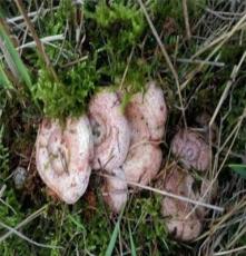 湖南西部-新鲜松乳菇（枞菌）-大山里环境无污染