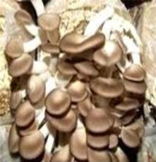 20cm管种（一级母种）原种、栽培种 供应广温偏高秀珍菇