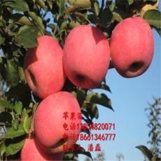 红富士苹果苗 优质合法性苹果树树苗新品种