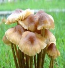 食用蘑菇 香菌 口蘑