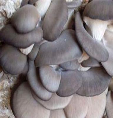 蘑菇 优质蘑菇 高密市畅想食用菌种植专业合作社 欢迎您订购！
